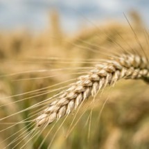 Cevada vai muito além da cerveja: veja seus benefícios na alimentação - wirestock freepik